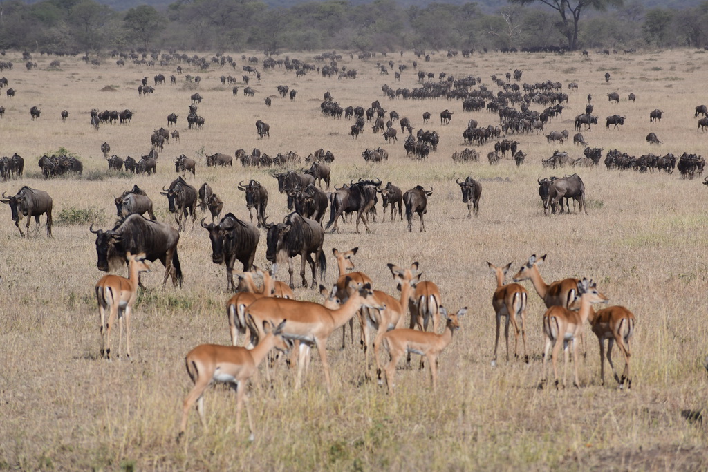 Serengeti Western Corridor